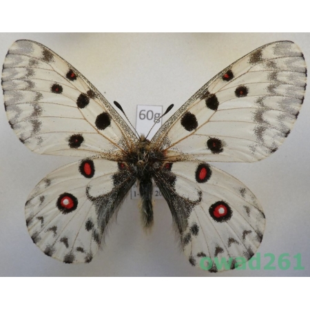 Parnassius nomion yunan male China60g